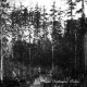 Muvitium - Under Natthimlens Tecken, DLP