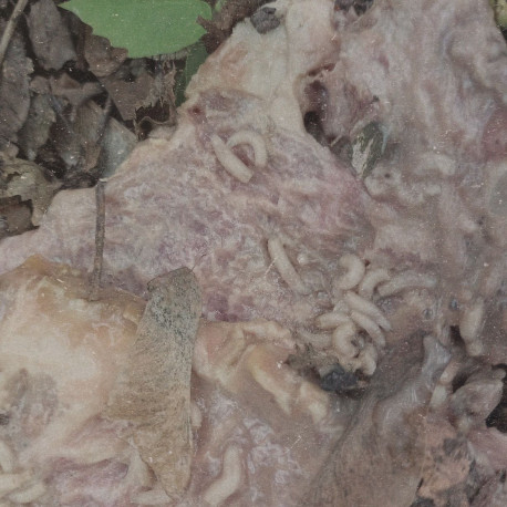 Vicissitude / Pale Spektre - Fumerole Cauterization in Strigoic Wanion, LP