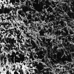 NECROPOLISSEBEHT - Taurunovem - Th’Astraktyan Serfdome, Tape - Pre-Order