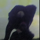 Hadopelagyal - Zalmathic Necroichorion, Tape